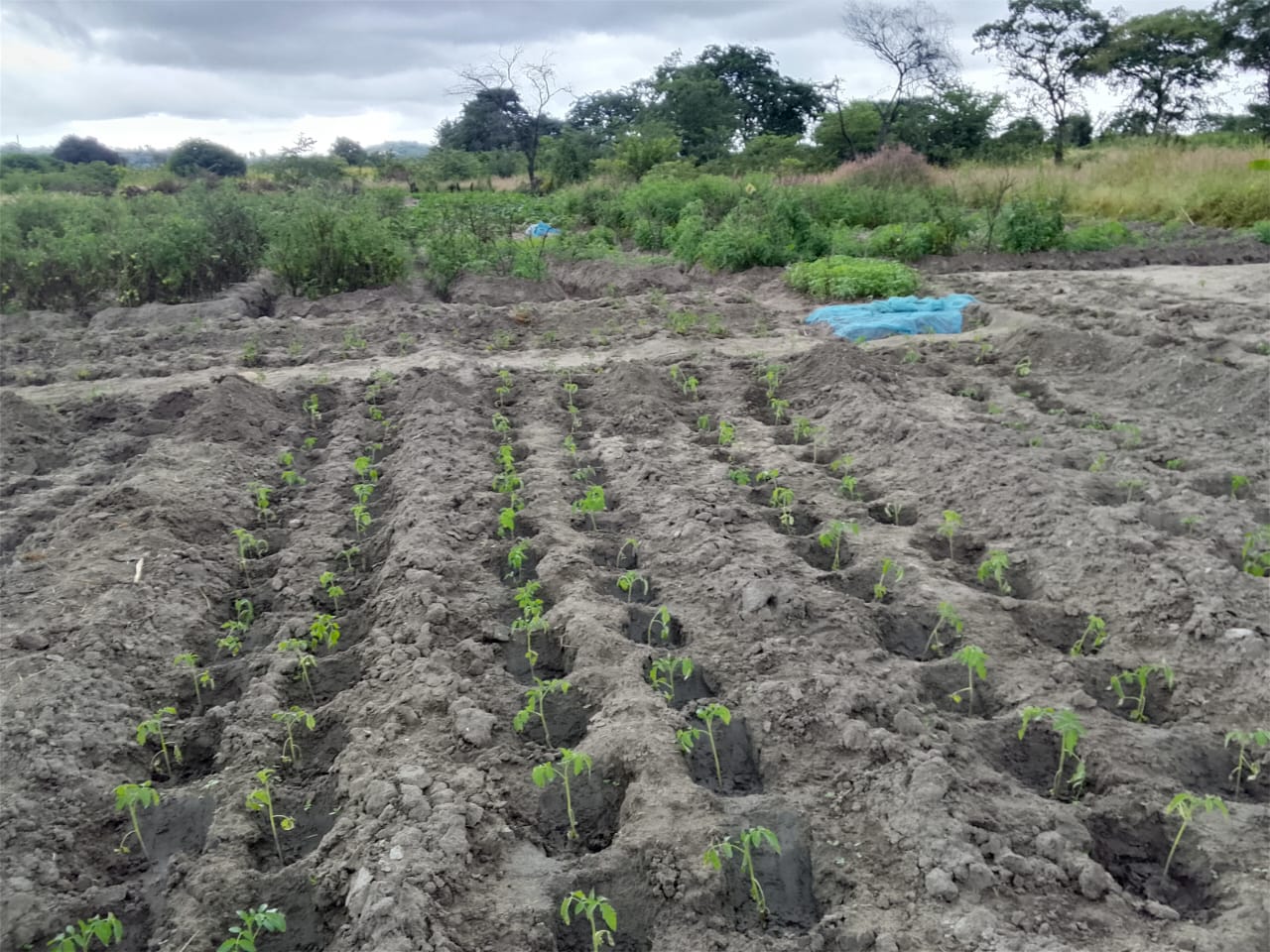 Dodoma Rural Agribusiness VSLA Training